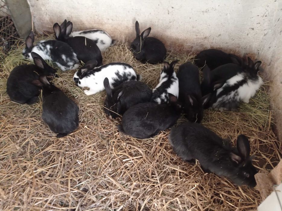 Iepuroaice gestante și pui 3-4 luni de vânzare