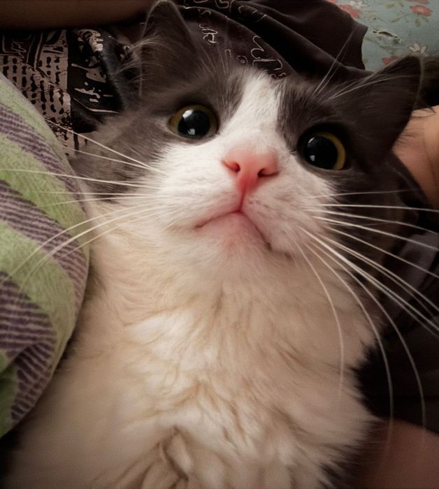 Еркек мысық. Адрес Нурсая