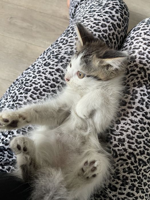 Котята сиамские смешанные