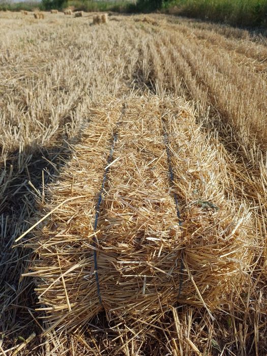 Baloti paie grau, uscati, Bujoreni