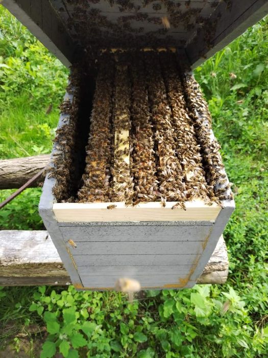 Roi de albine pe 5 rame