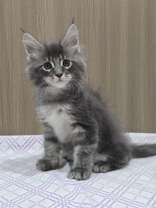 Мейн-кун мальчик