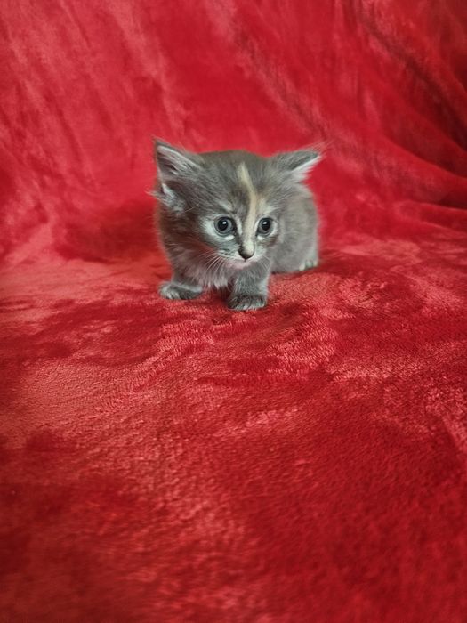 Отдам котят в добрые руки!!!