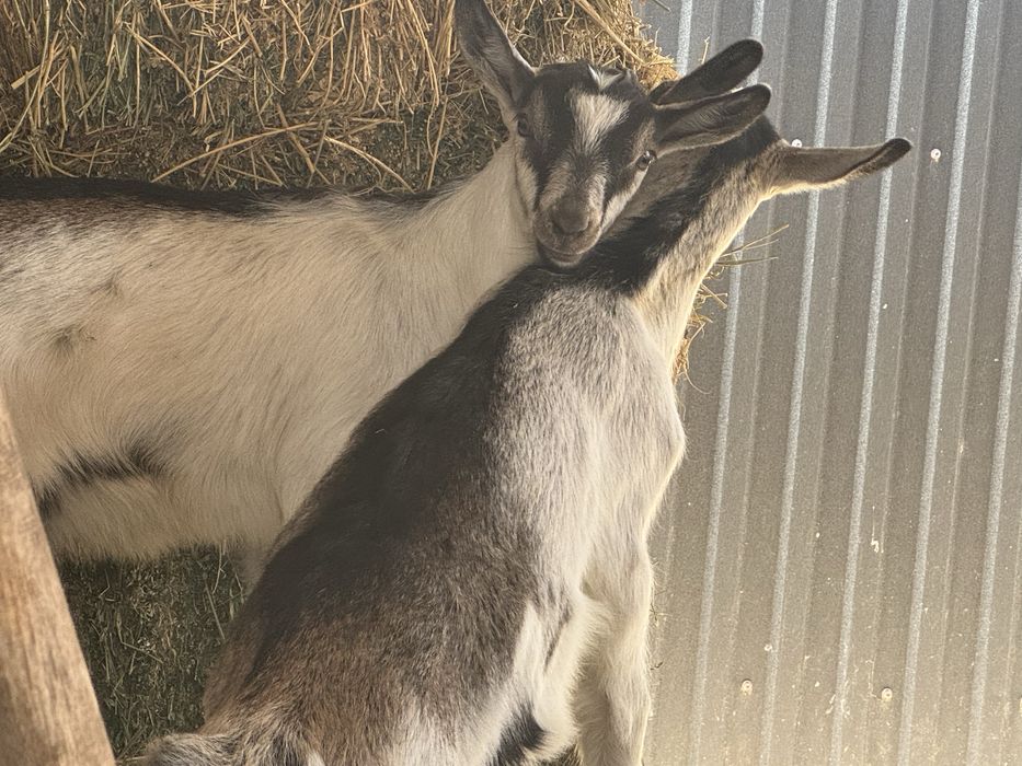 Альпийские козлята, мальчики