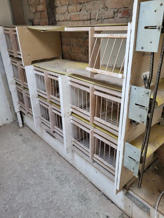 Boxe pentru porumbei (matcă)