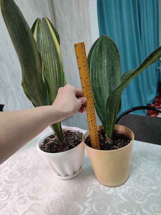 Сансевьерии разные