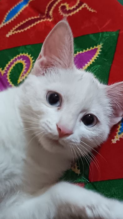 Котенок 6 месяцев