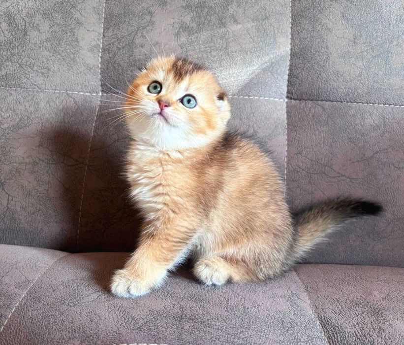 Продаются котята скотиш фолд (вислоухие)