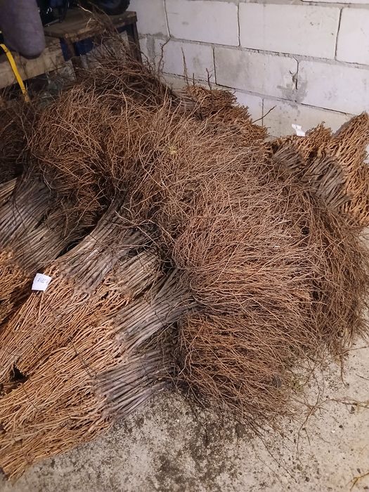 Producator si vand butasi vita de vie