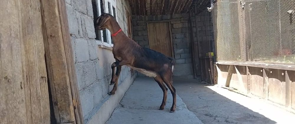 АнглоНубийский  шыбыш сатылады