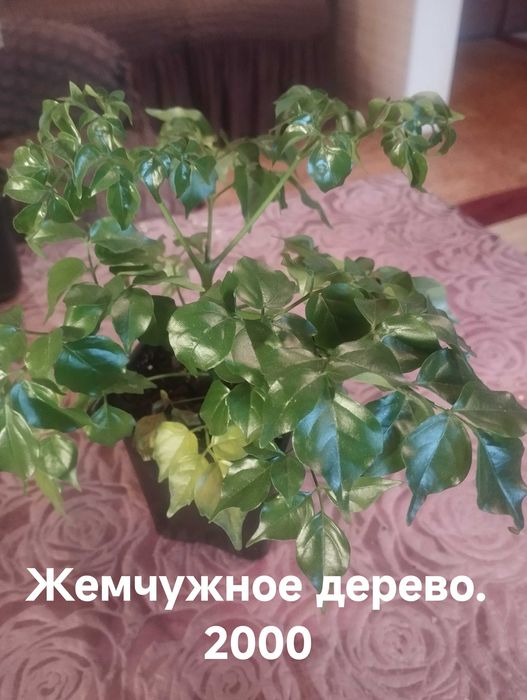 Продам комнатные растения
