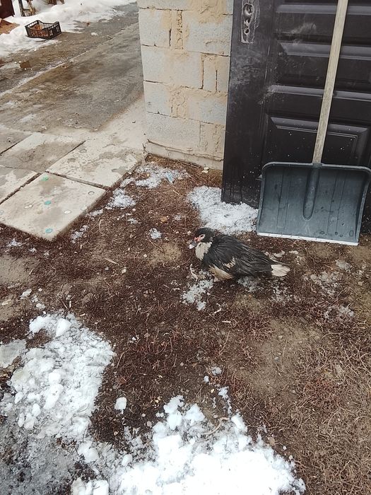 Продам  индаутка. срочно