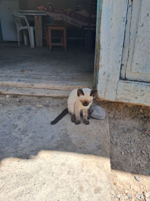 Сианский кошка. Сотилади