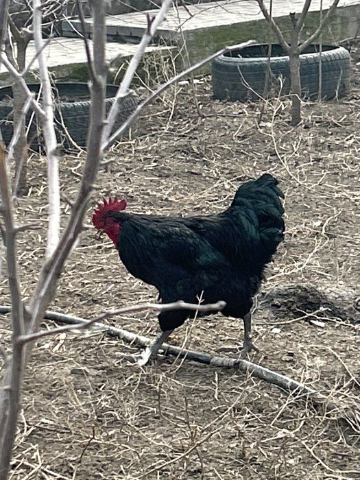 Продам Джерсийский гигант