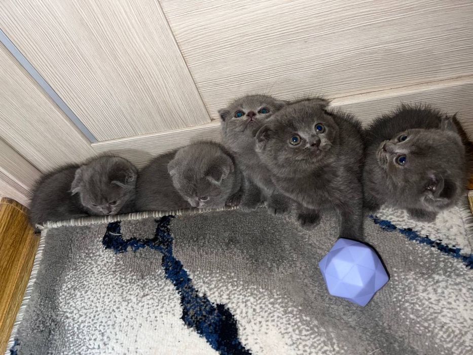 Британские котята