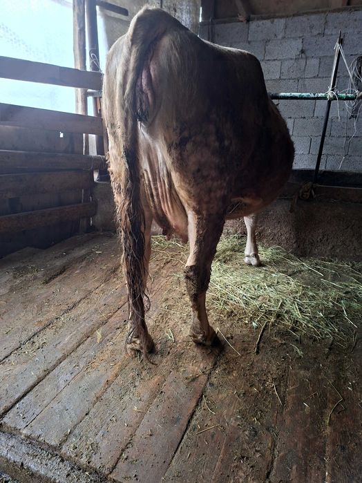 Стельная корова ...