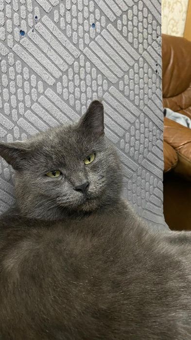 кот красивыи сера чорныи