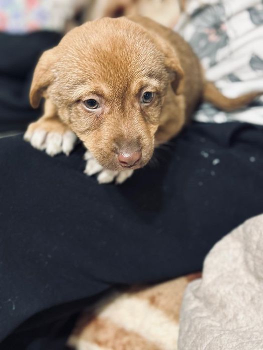 Отдаю щенков бесплатно