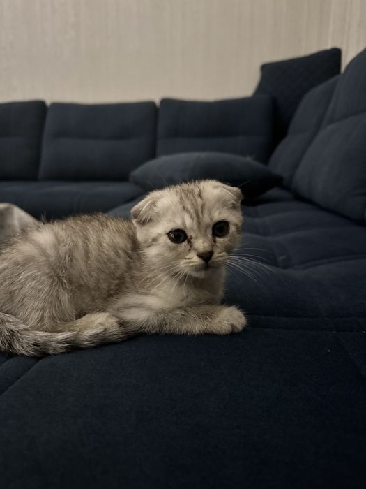 Продается котенок срочно.