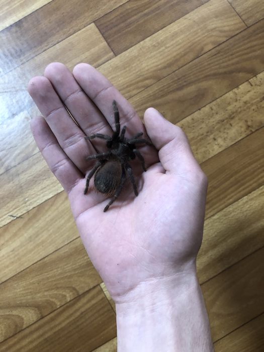 Pterinopelma sazimai