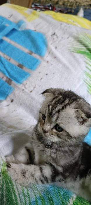 Шотландская вислоухая кошка