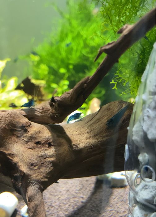 Креветки неокаридины Блю дрим