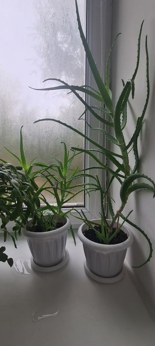 Комнатные растения