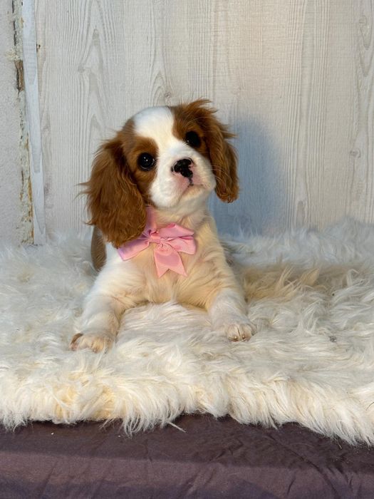 Vând cățelușă Cavalier King Charles spaniel