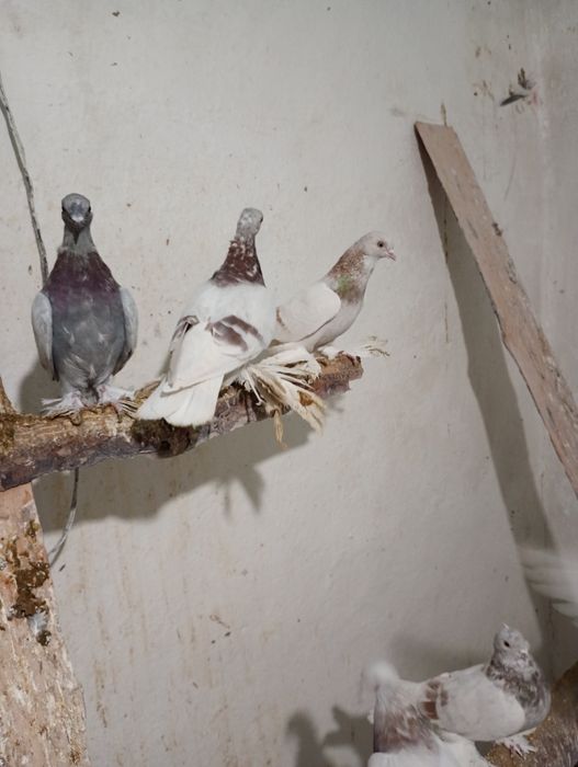 Продам бойных голубей