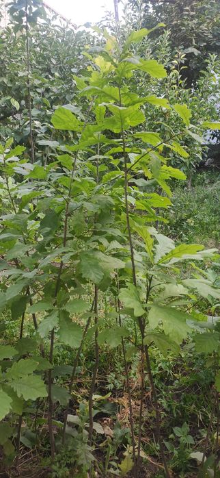 Дерево Дуб высота 1.5метр