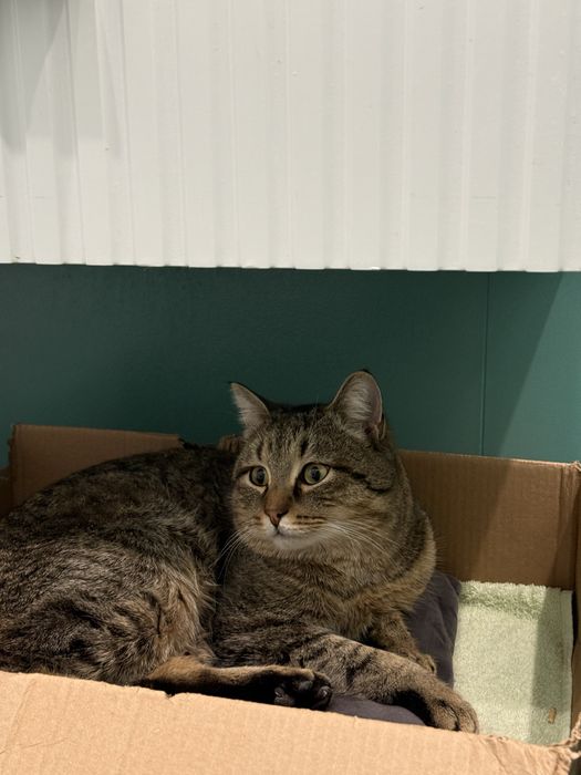 Отдам кота срочно