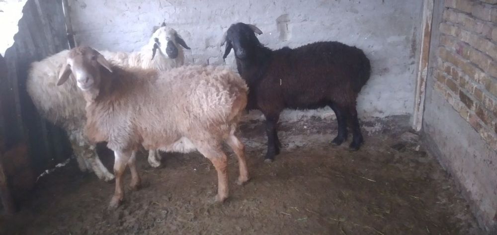 Qo'chqorlar sotiladi