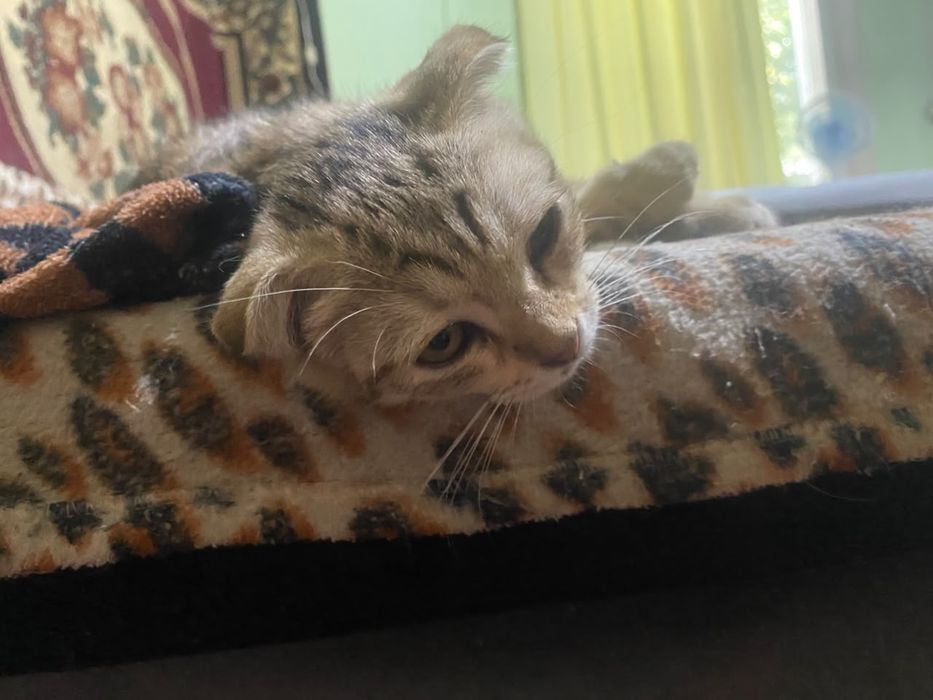 Котята, отдам в хорошие руки