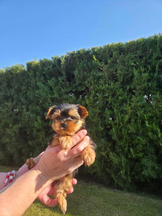 Йоркширски тириер/съкровища