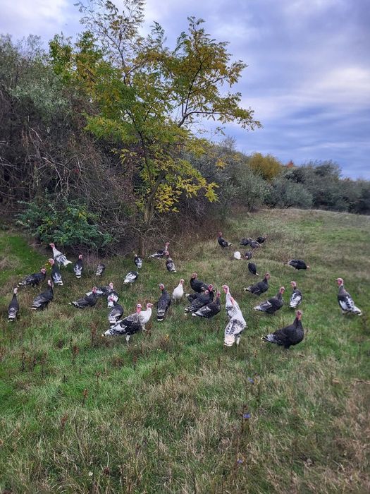 Vand curci de anul acesta