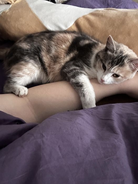 Отдам кошку в добрые руки
