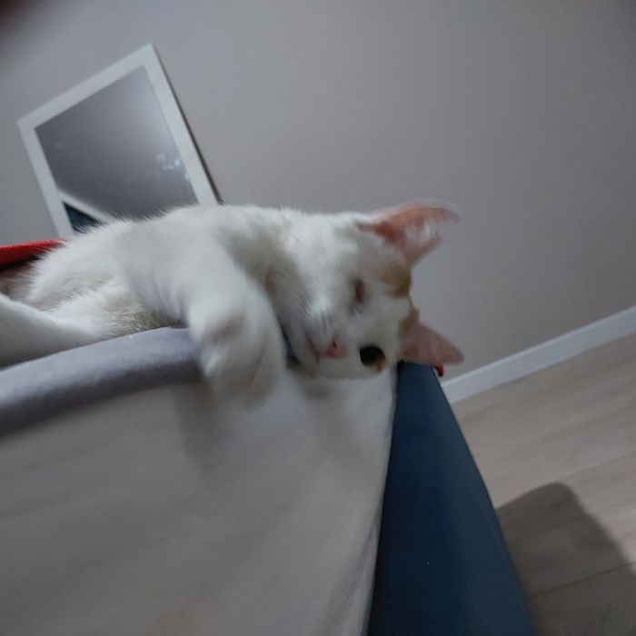 Особенная кошка ищет дом