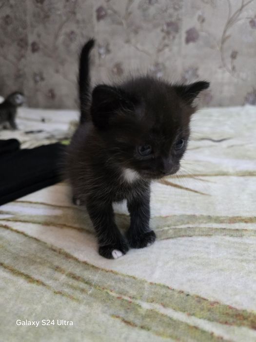 Котята домашние, в добрые руки