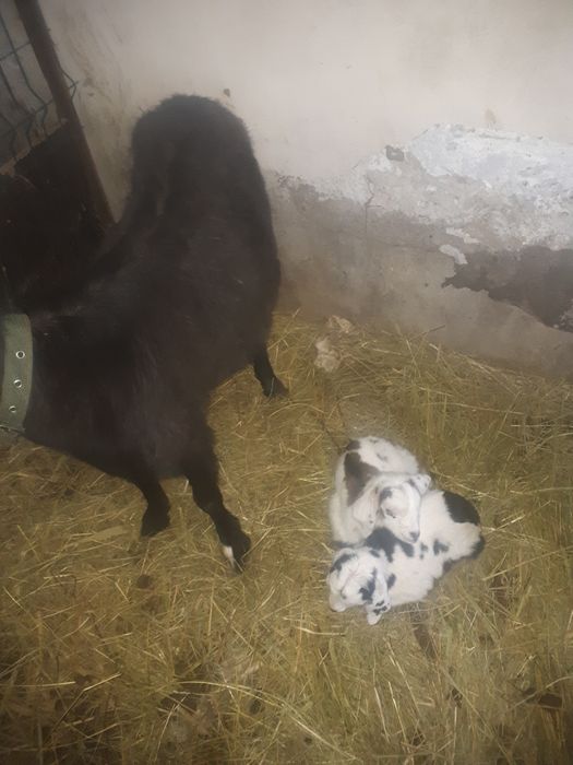 Молоденькая коза с двумя козлятами