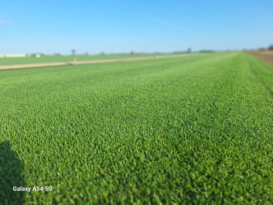 Vand/ montez Rulou gazon