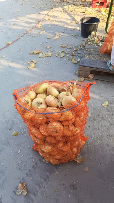 Ceapă de vânzare