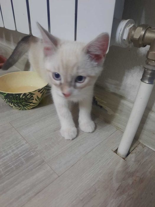 Отдам котят мальчиков в добрые руки