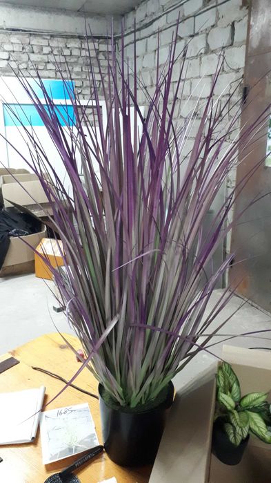 продам растения ИКЕА