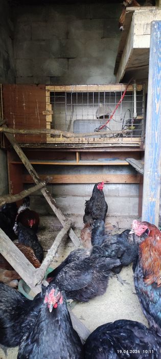 Продам или обменяю петухов