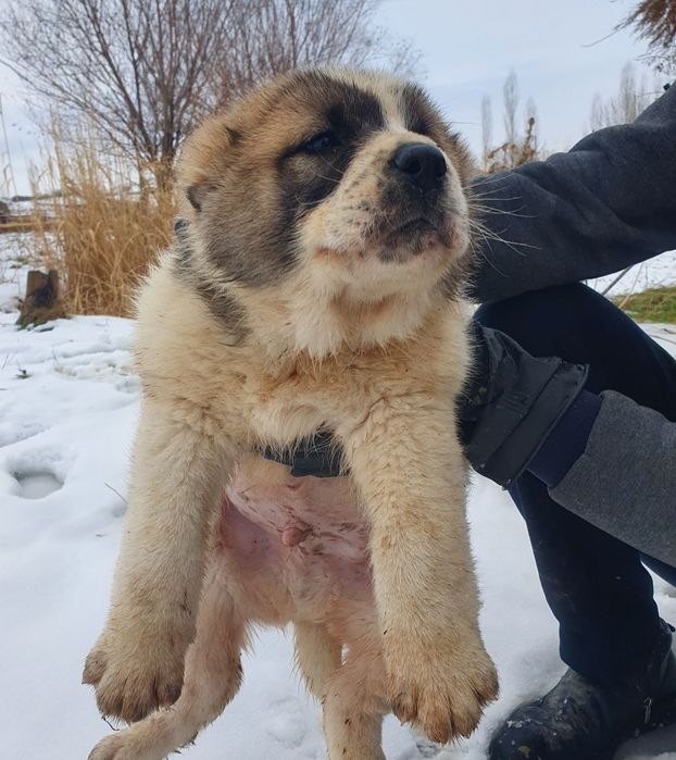 Alabay sobaka(kuchuk bolasi)