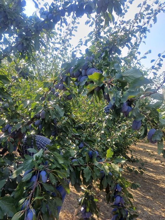 Prune de vanzare STANLEY