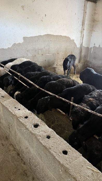 Токты кошкарлар семиз