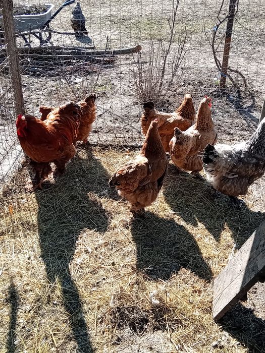 Vând familie de Brahma și familie de Rate