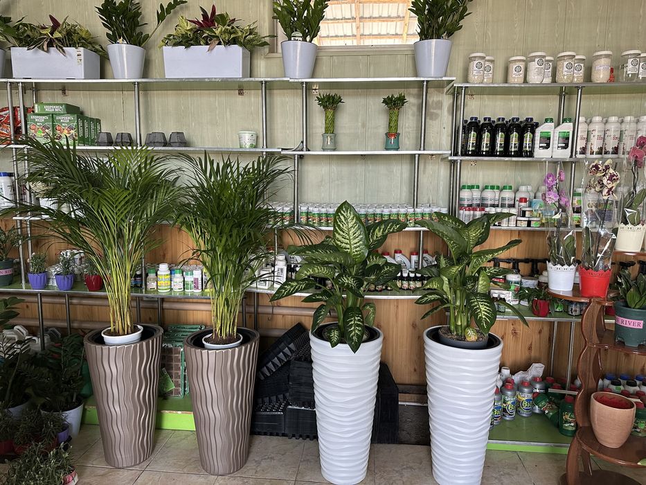 Растения в горшках для офиса и дома