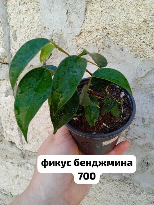 продам домашние растения